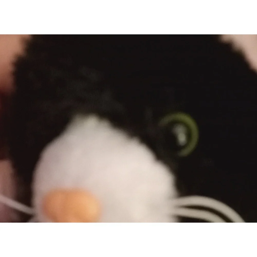 Black Cat Kitten Mini Plush Kitty Soft Cuddly Stuffed Animal Toy 7